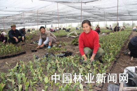 梁平建成國家級油茶種苗基地