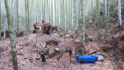 安徽潛山:林下經濟成綠色富民產業