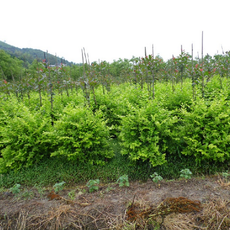 造林苗、城鎮(zhèn)綠化苗_經(jīng)濟林苗、花卉_草坪、盆景