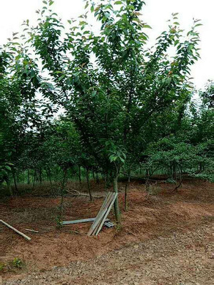 櫻花樹苗出售-櫻花樹-京山宏偉苗木種植園