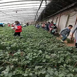 【妙香七號草莓苗一棵結多少焦作市草莓苗純正】- 