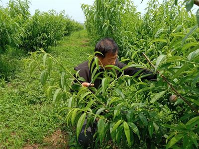 【聚力強富美高 決勝全面小康-百村】宋集村:土地掘金 壯村富民