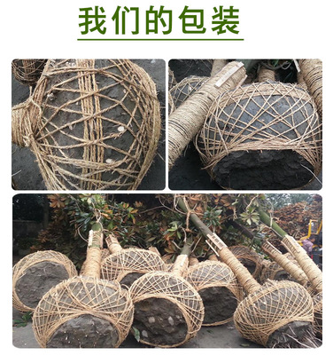 苗圃批發綠化苗木木槿樹苗 木槿花小苗 多花當年開花綠籬圍欄