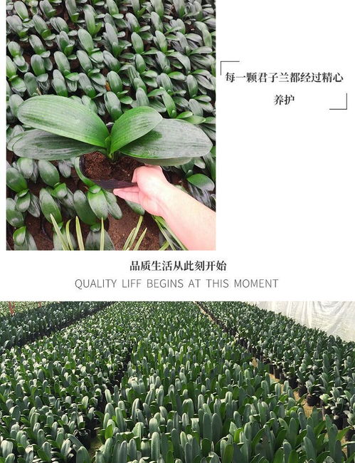 君子蘭盆栽植物好養(yǎng)室內(nèi)客廳辦公室桌面花卉綠植四季常青開(kāi)花盆景