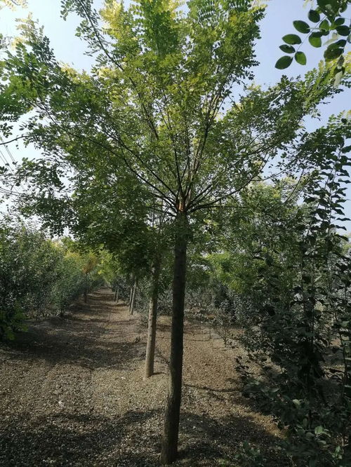 恭喜鄆城縣華澤苗木種植場(chǎng)入駐苗木通 山東李全啟 精品國(guó)槐專(zhuān)供