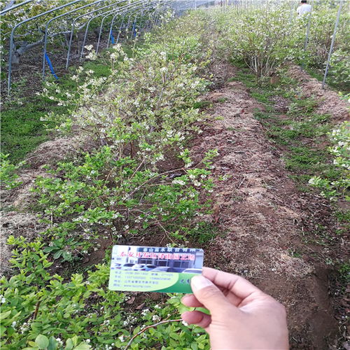 【茹貝爾藍莓苗夏季管理和養護茹貝爾藍莓苗哪里有便宜】- 