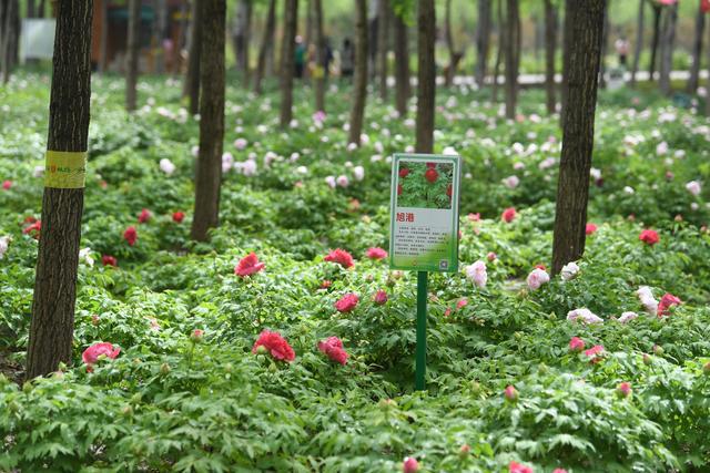 賞花逛非遺集市“五一”到通州漷縣賞北京最大林下牡丹花海