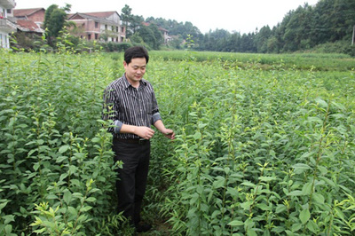 花垣縣移民局經濟林苗繁育種植示范基地(輔園一)