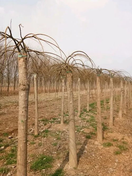 恭喜山東省鄆城縣老東北種植基地入駐苗木通 精品槐樹專供