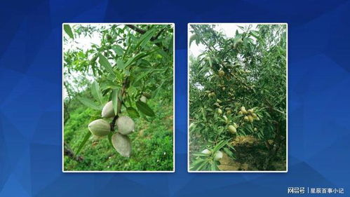 現(xiàn)在農(nóng)村荒山種植什么好,巴旦木樹苗種植不可少