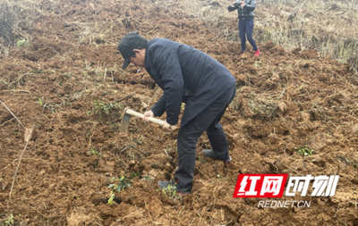 種下小樹苗,收獲大希望--永定區(qū)教字埡鎮(zhèn)開展植樹活動