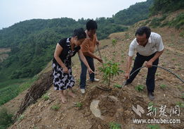 十堰張灣區(qū)科技抗旱為千畝林業(yè)苗木 解渴