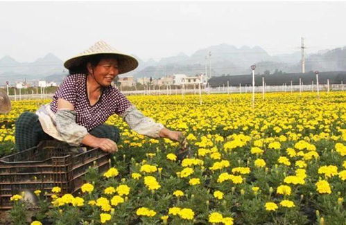 盤點2020 江西苗木花卉種植面積100萬畝 產(chǎn)值300億元